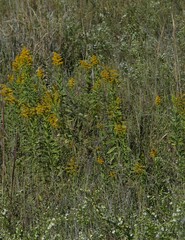 Solidago missouriensis