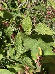 Urtica taiwaniana