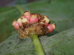 Kokkocynips decidua