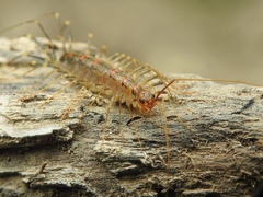 Scutigeridae