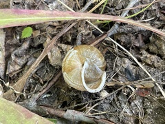 Allogona ptychophora