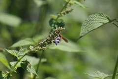 Xanthocampsomeris limosa