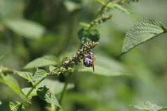 Xanthocampsomeris limosa