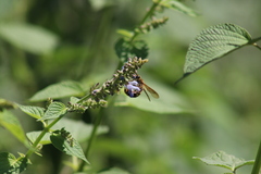 Xanthocampsomeris limosa