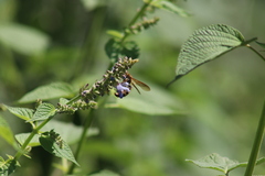 Xanthocampsomeris limosa