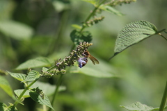 Xanthocampsomeris limosa
