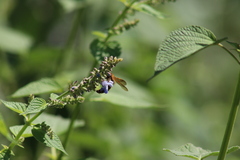 Xanthocampsomeris limosa