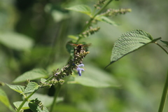 Xanthocampsomeris limosa