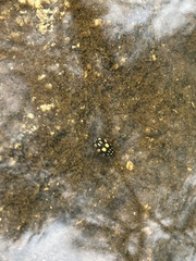 Thermonectus marmoratus