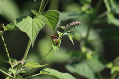 Xanthocampsomeris limosa