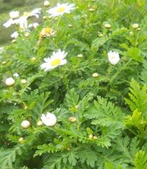 Argyranthemum broussonetii