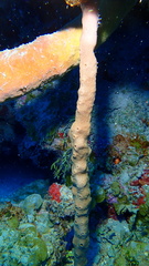 Amphimedon compressa