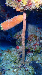 Amphimedon compressa