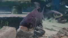 Catlocarpio siamensis