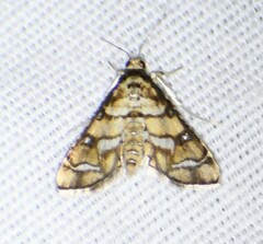 Hileithia magualis