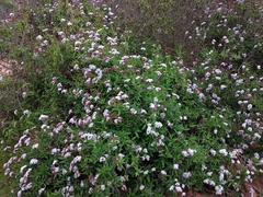 Aristeguietia salvia