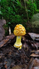 Amanita flavoconia