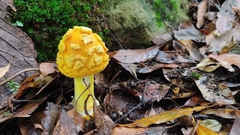Amanita flavoconia