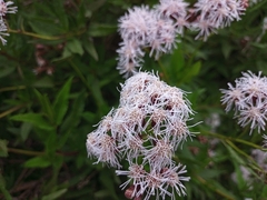 Aristeguietia salvia