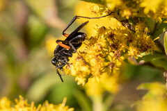 Ceropales bipunctata