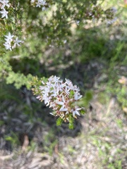 Calytrix tetragona