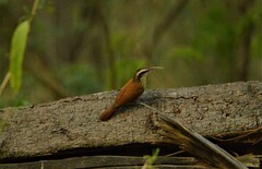 Lepidocolaptes angustirostris