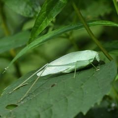 Amblycorypha
