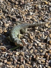 Sceloporus cyanogenys
