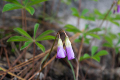 Oxalis hernandesii