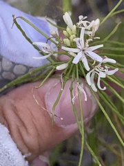 Thelypodium wrightii