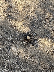 Aphonopelma chalcodes