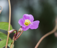 Oxalis hernandesii