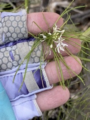 Thelypodium wrightii