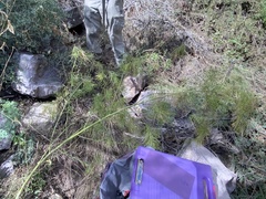 Thelypodium wrightii