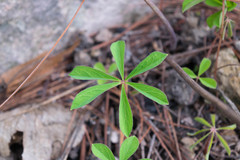 Oxalis hernandesii