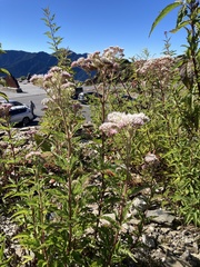 Eupatorium formosanum