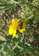 Acmaeodera disjuncta