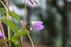 Oxalis hernandesii