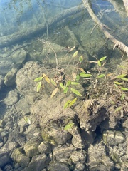 Potamogeton nodosus