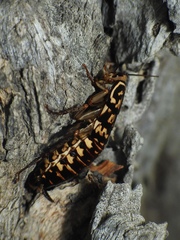 Neostylopyga rhombifolia