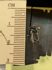 Megachile brevis