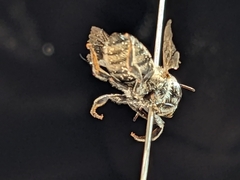 Megachile brevis