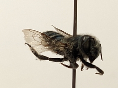 Megachile brevis