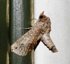 Paectes abrostoloides