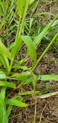 Paspalum setaceum