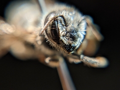 Megachile brevis