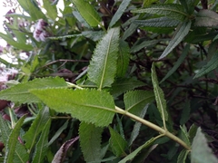 Aristeguietia salvia