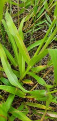 Paspalum setaceum