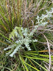 Plecostachys serpyllifolia