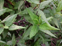 Aristeguietia salvia